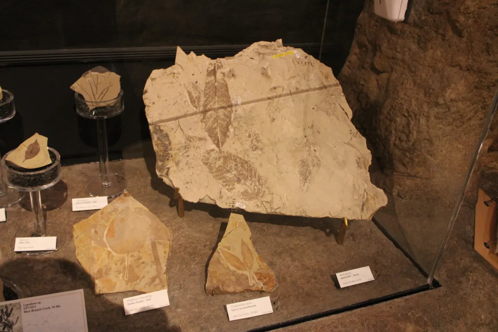 What Paleobotany Actually Is - and Why It Matters More Than You Think (By Chris Light, CC BY-SA 4.0)