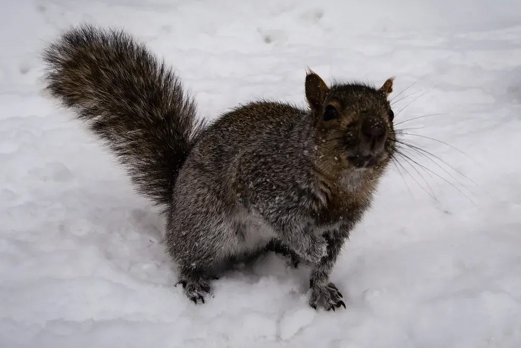 How Spirit Animals Communicate Their Messages (Image Credits: Flickr)