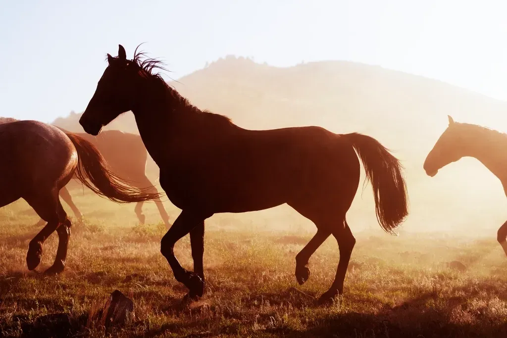 Sagittarius: The Wild Horse (Image Credits: Rawpixel)