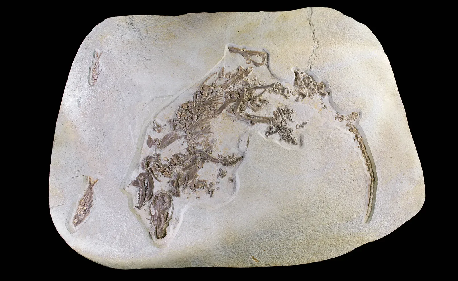#9 - Placental Mammals Only Appeared After the Dinosaurs Died (By Didier Descouens, CC BY-SA 4.0)