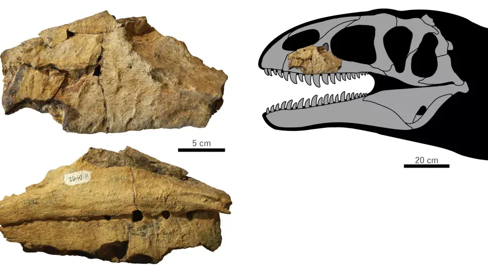 The uncomfortable question: are we naming too many dinosaurs? (By Kohei Tanaka, Otabek Ulugbek Ogli Anvarov, Darla K. Zelenitsky, Akhmadjon Shayakubovich Ahmedshaev and Yoshitsugu Kobayashi, CC BY 4.0)
