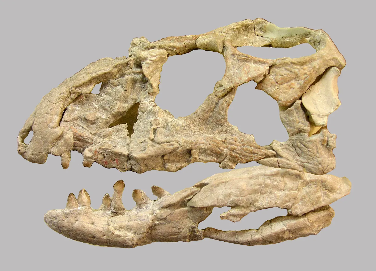 #4 - Revueltosaurus: The Triassic "Dinosaur" That Turned Out to Be a Crocodile Relative (By National Park Service, Public domain)