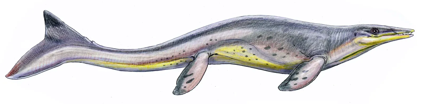 Tylosaurus: The Battering Ram of the Cretaceous Seas (Image Credits: Wikimedia)