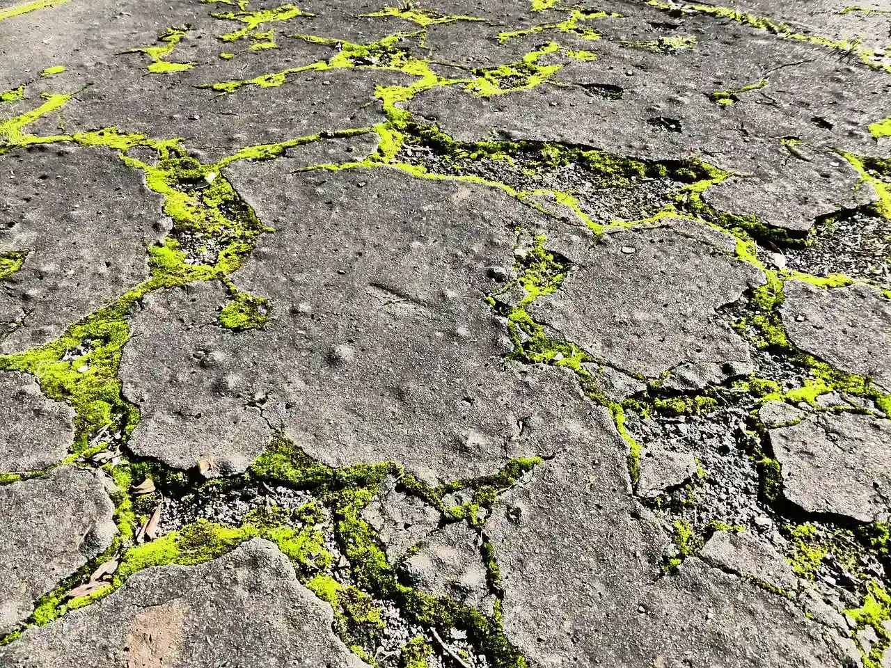 #2 Moss: The Velvet Carpet of Neglected Cracks (Image Credits: Pixabay)