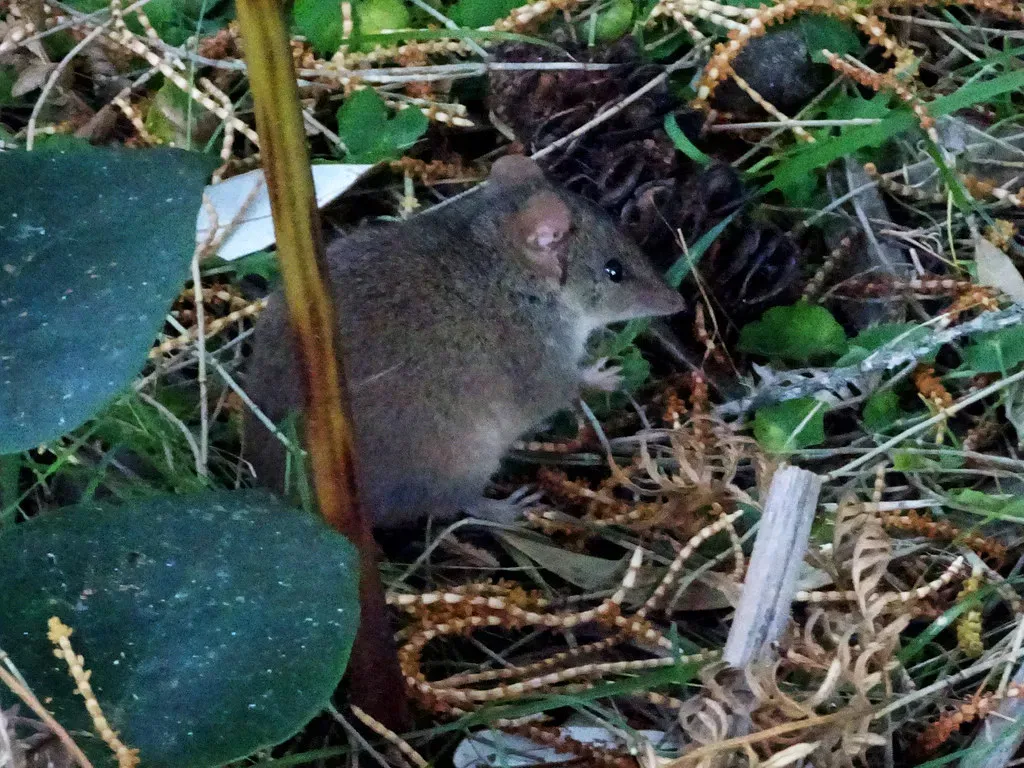 4. The Mouse Opossum Nobody Was Looking For (Image Credits: Flickr)