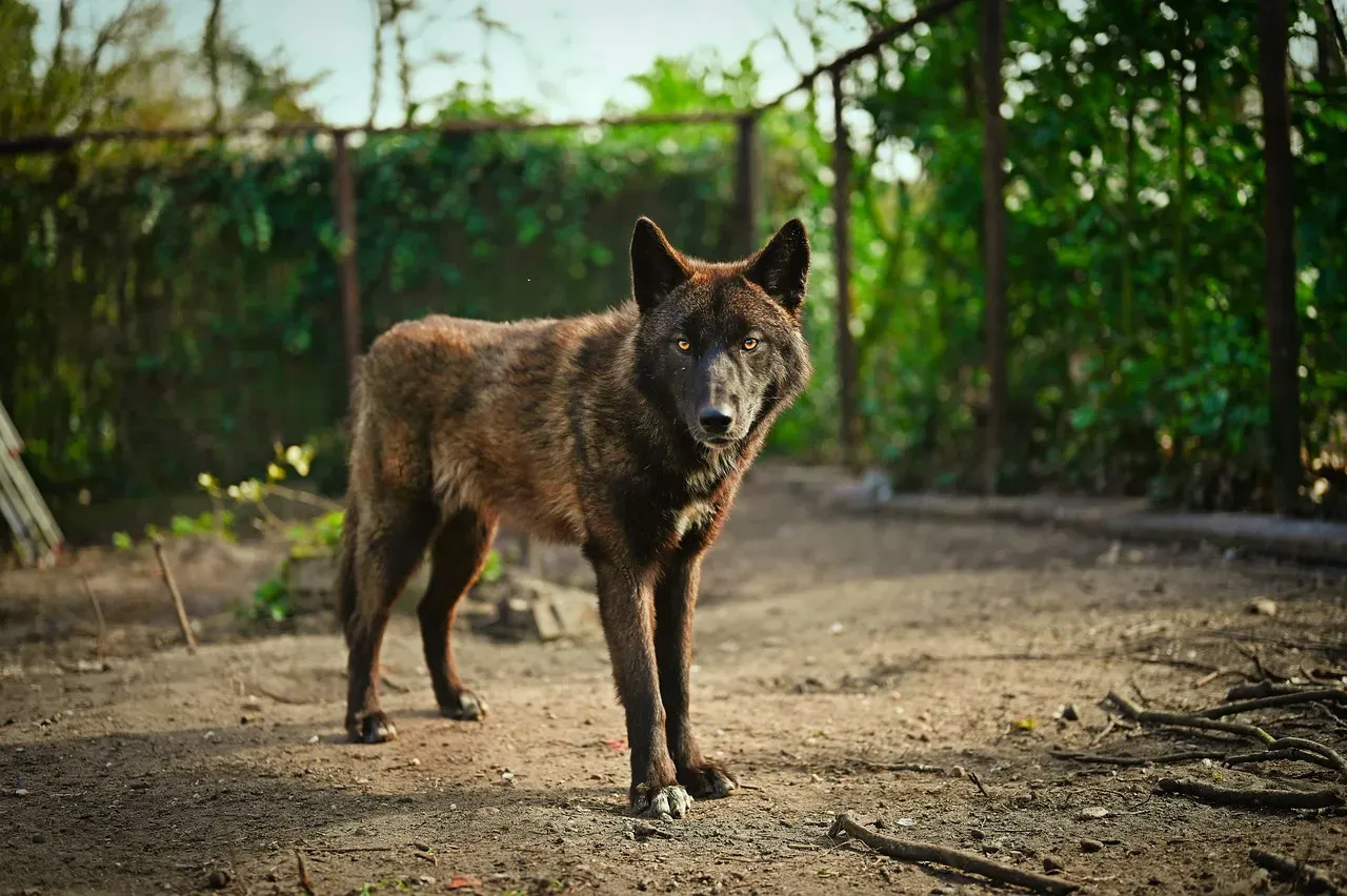 #14 - When Humans Actually Domesticated Dogs (Image Credits: Pixabay)