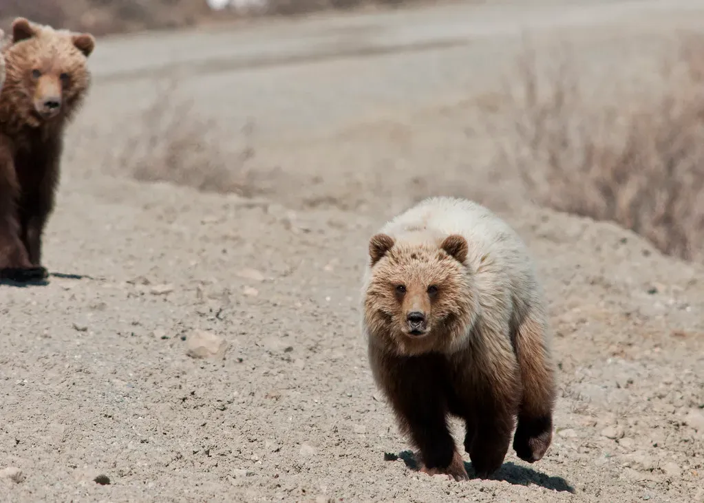 The Bottom Line (DenaliNPS, Flickr, CC BY 2.0)