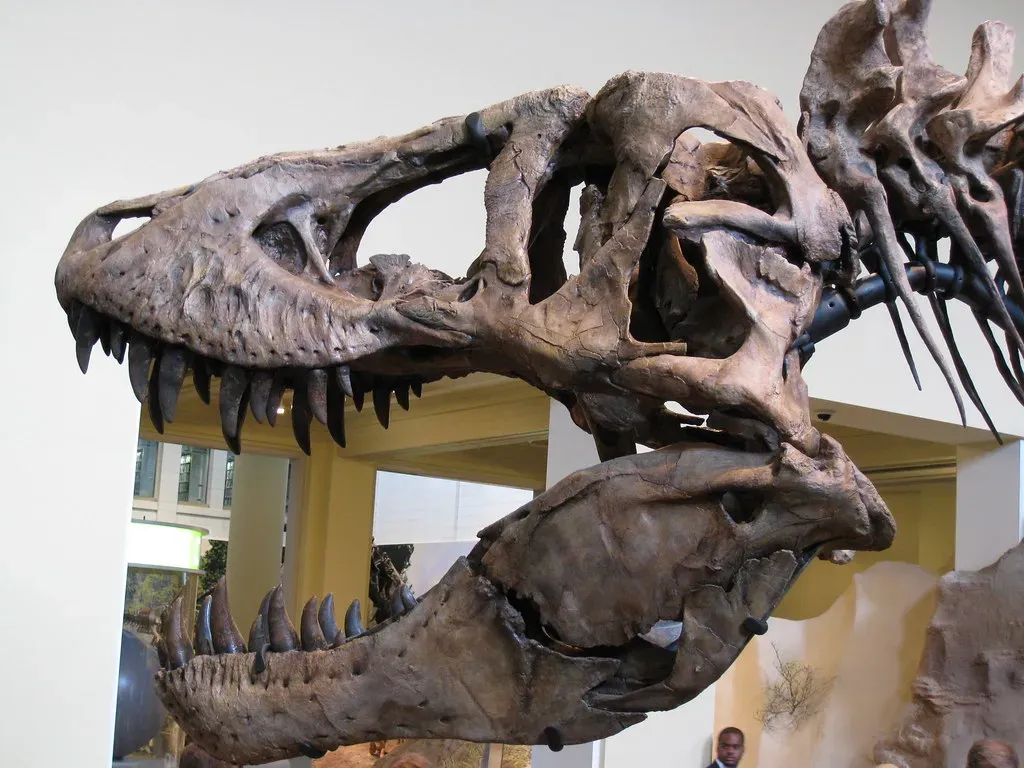 #5 - It Had Lips, and the Permanent Snarl Is Completely Made Up (daveynin, Flickr, CC BY 2.0)