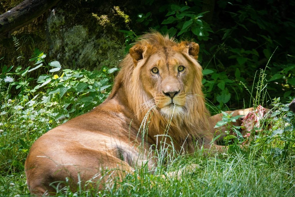 Cultivate Fierce Love Like the Lion (Image Credits: Rawpixel)