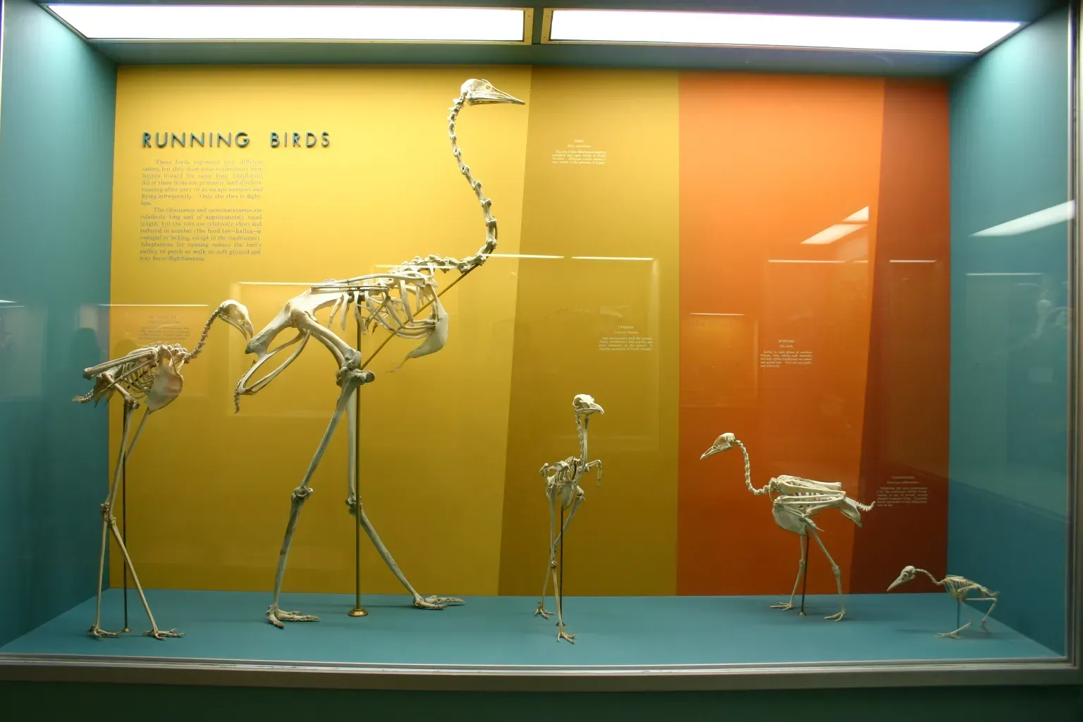 When Birds Lose the Ability to Fly: A Reverse Engineering Story ([1], CC BY-SA 2.0)