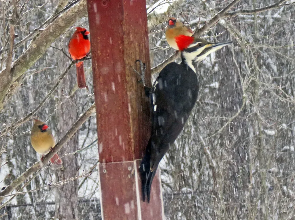 5. Birds Are Not Dinosaurs – They’re Just “Related” (James St. John, Flickr, CC BY 2.0)