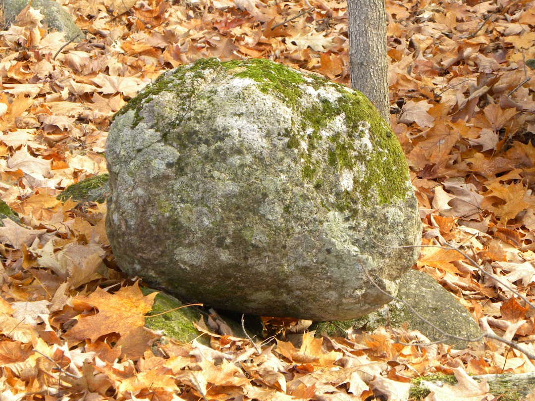 The Sage: Wisdom Preserved in Stone (Image Credits: Unsplash)