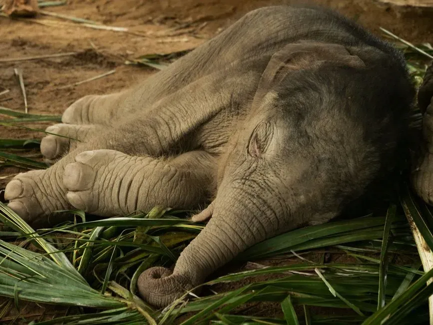 #7 - Whether Elephants Dream Their Memories in Just Two Hours of Sleep (Image Credits: Pexels)