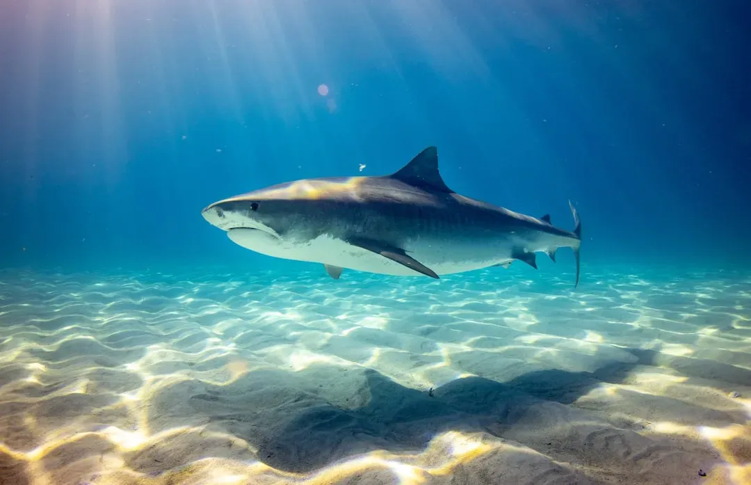 #3 - Sharks Can Feel a Heartbeat Buried Under Sand (Image Credits: Unsplash)