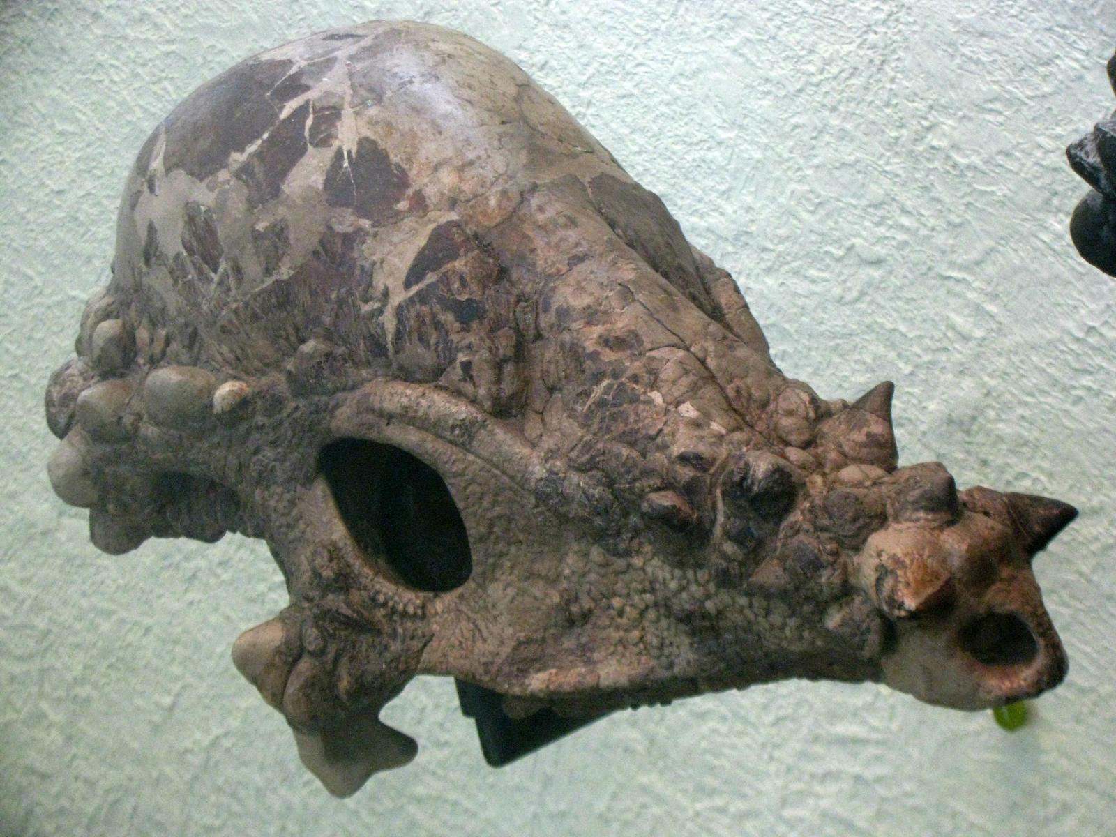 Dome-Headed Bruisers from the Badlands (Image Credits: Wikimedia)