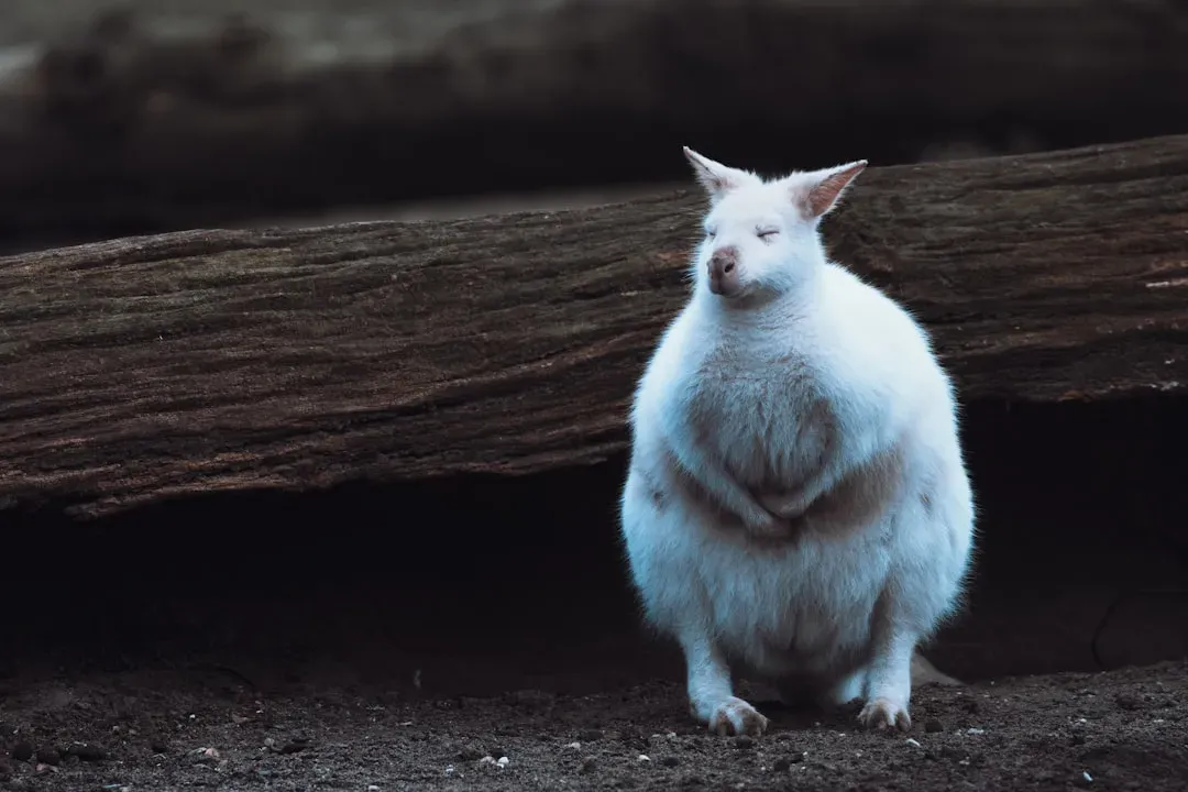 The Animal Appears During Meditation or Quiet Moments (Image Credits: Unsplash)
