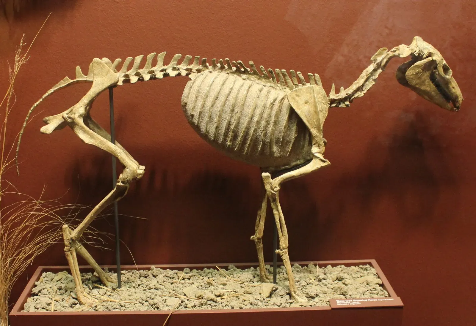 #5 - The Horse That Vanished From the Land It Was Born On (www.goodfreephotos.com (gallery, image), Public Domain)