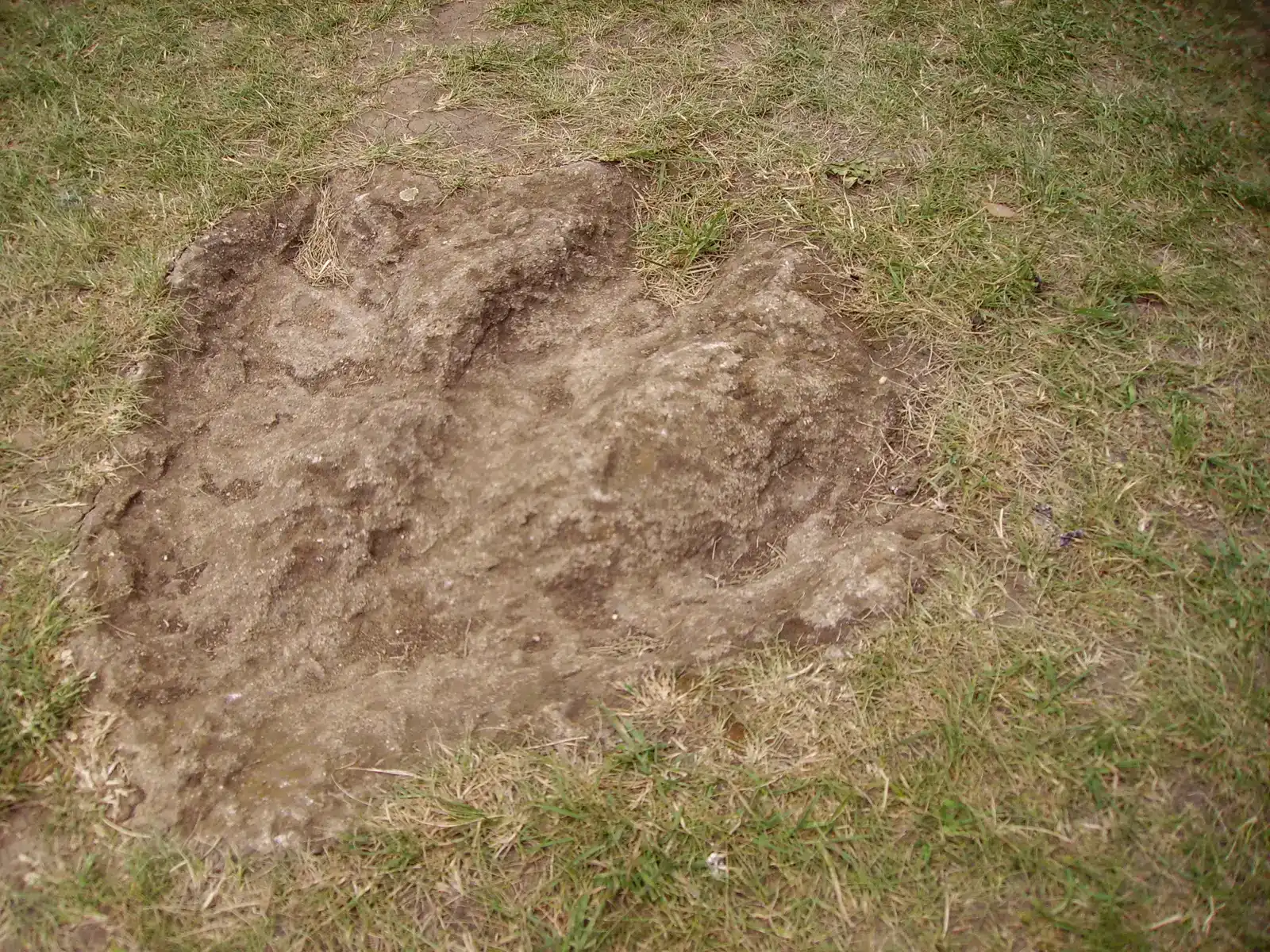 The Dinosaur Highway: Britain's Remarkable 166-Million-Year-Old Discovery (Image Credits: Wikimedia)