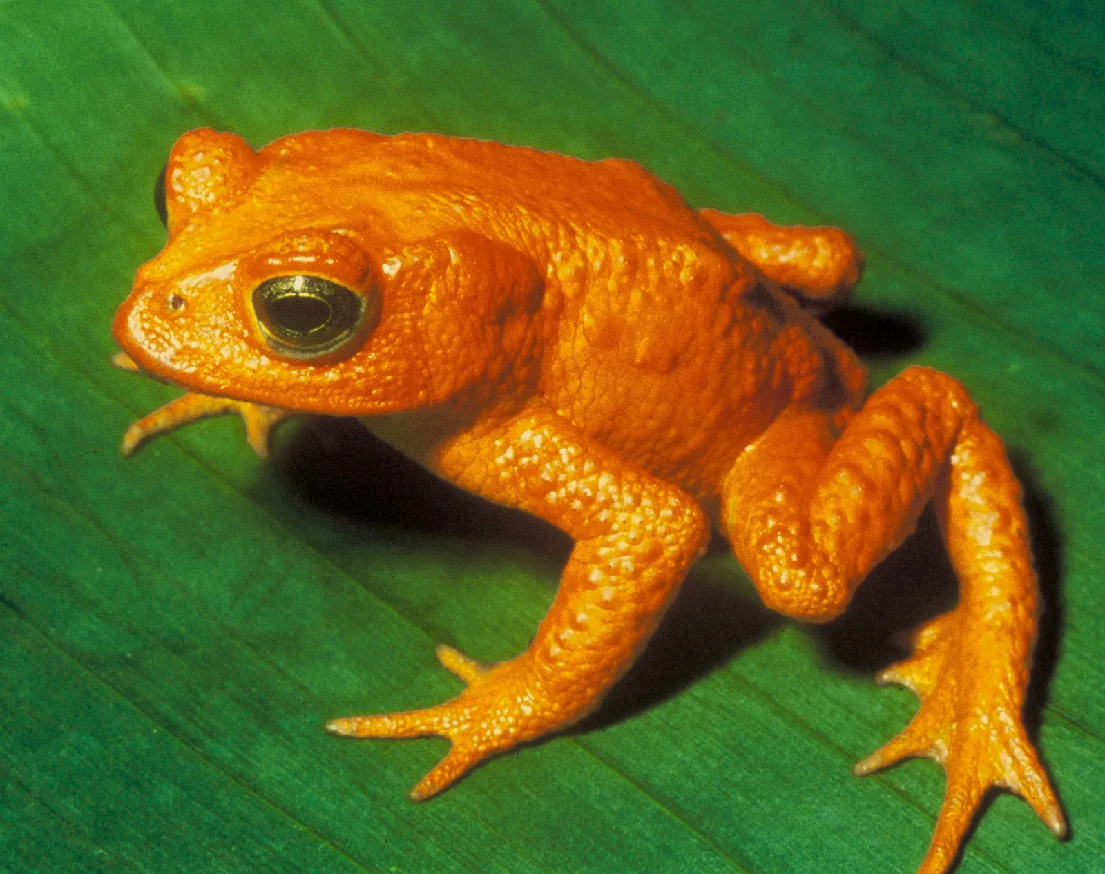 #3 - The Golden Toad's Death Started a Fight That Climate Scientists Still Haven't Settled (Bufo_periglenes1.jpg from U.S. Fish and Wildlife Service, Public domain)