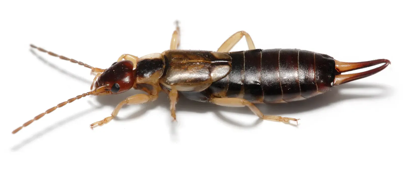 #2 - Earwigs (The Misunderstood Pincers) (By fir0002  flagstaffotos [at] gmail.com
Canon 20D + Sigma 150mm f/2.8, GFDL 1.2)