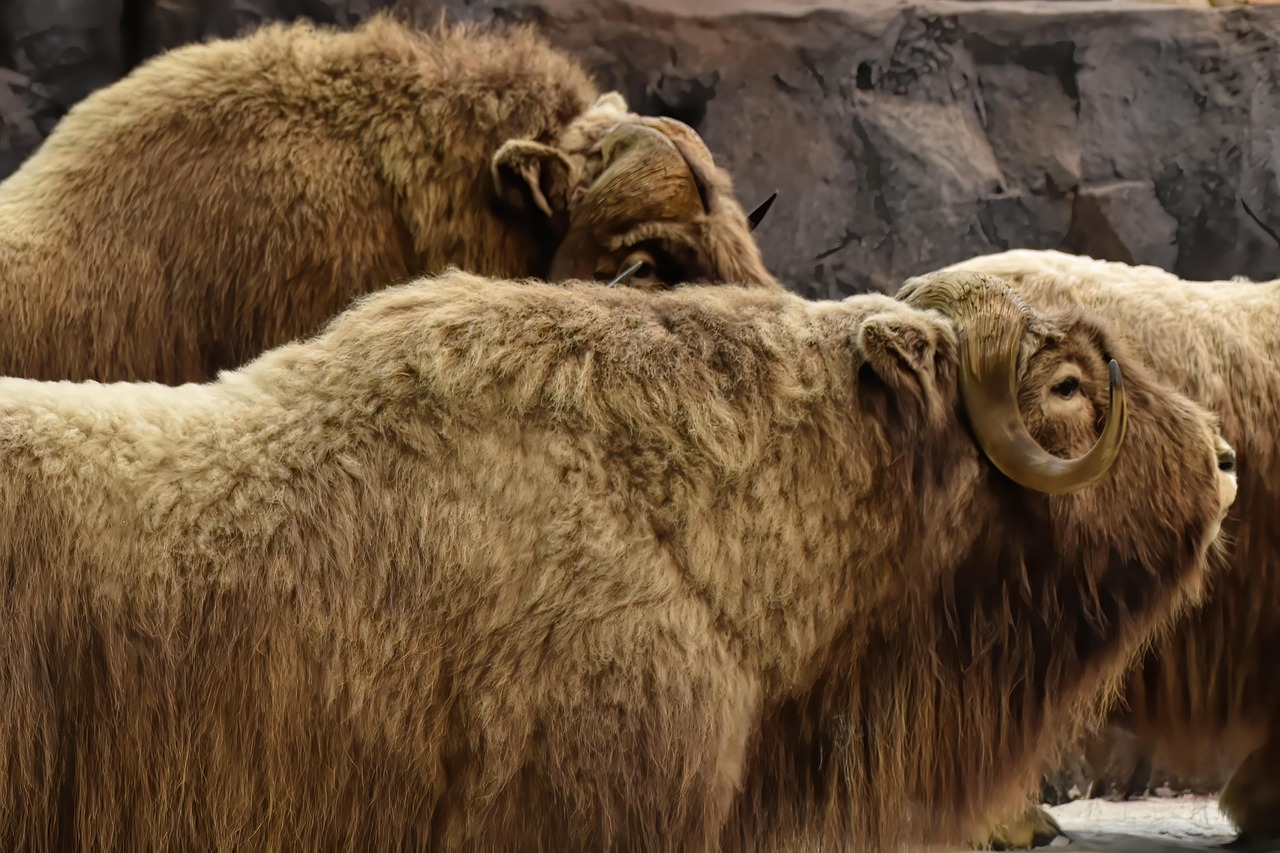 Arctic Survivors: The Success Stories (Image Credits: Pixabay)