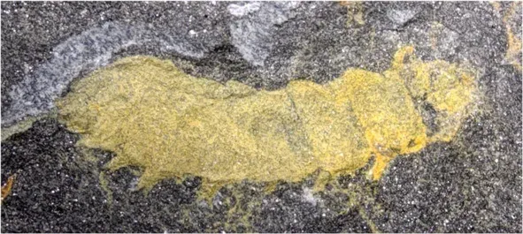 A 520-Million-Year-Old Larva With Intact Brain and Guts (Image Credits: Wikimedia)