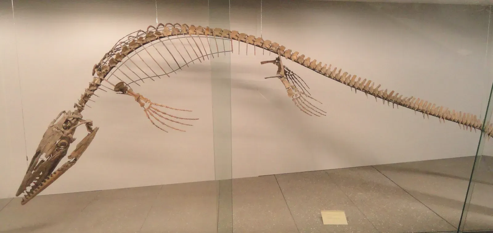 Tylosaurus: The Spear‑Nosed Missile of the Western Interior Seaway (By Daderot, CC0)
