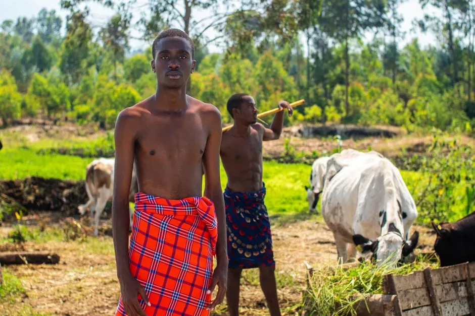 3. Cattle Shape Maasai Diets Through Milk, Blood, and Meat (Image Credits: Pexels)
