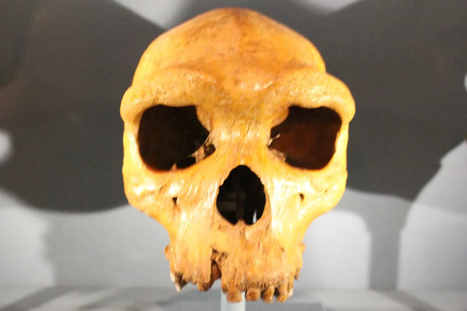 #4 - The Kabwe Skull That Keeps Getting A New Name Every Generation (kindly granted by the author, CC BY-SA 4.0)