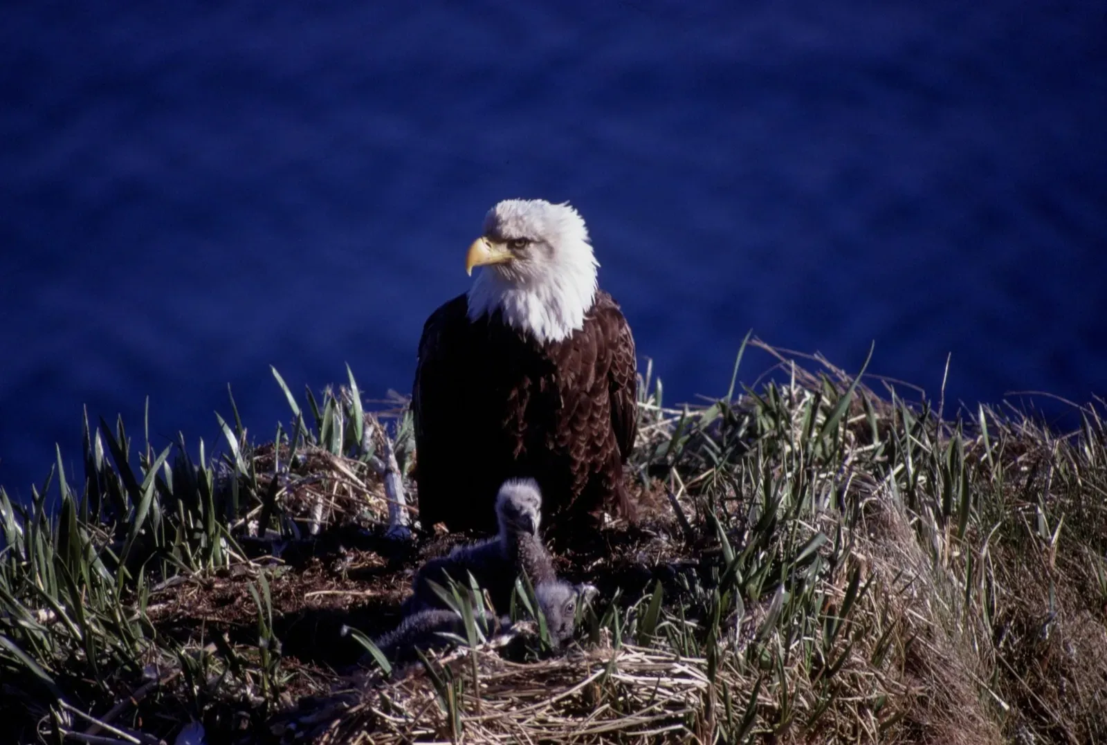 #4 - Rehabilitated Eaglets Get Adopted Straight Out of Rescue Centers (By Michael Gordon, CC BY 3.0)