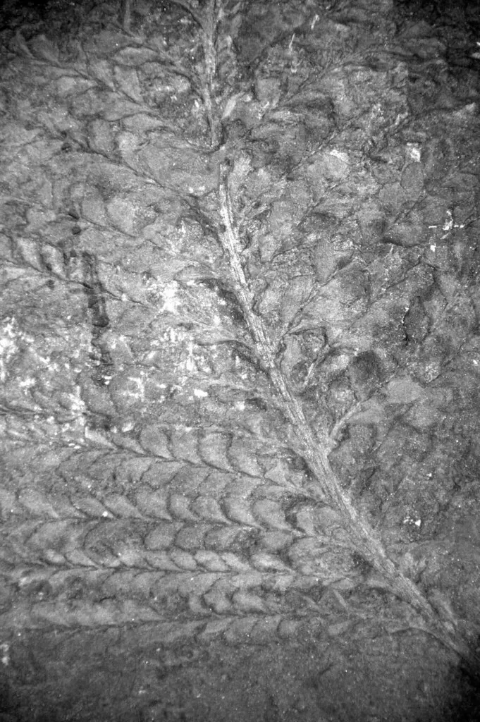 5. Archaeopteris: The Tree That Pointed Toward the Future (James St. John, Flickr, CC BY 2.0)