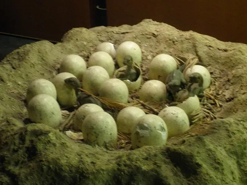 The Discovery That Changed Everything (Image Credits: Wikimedia)