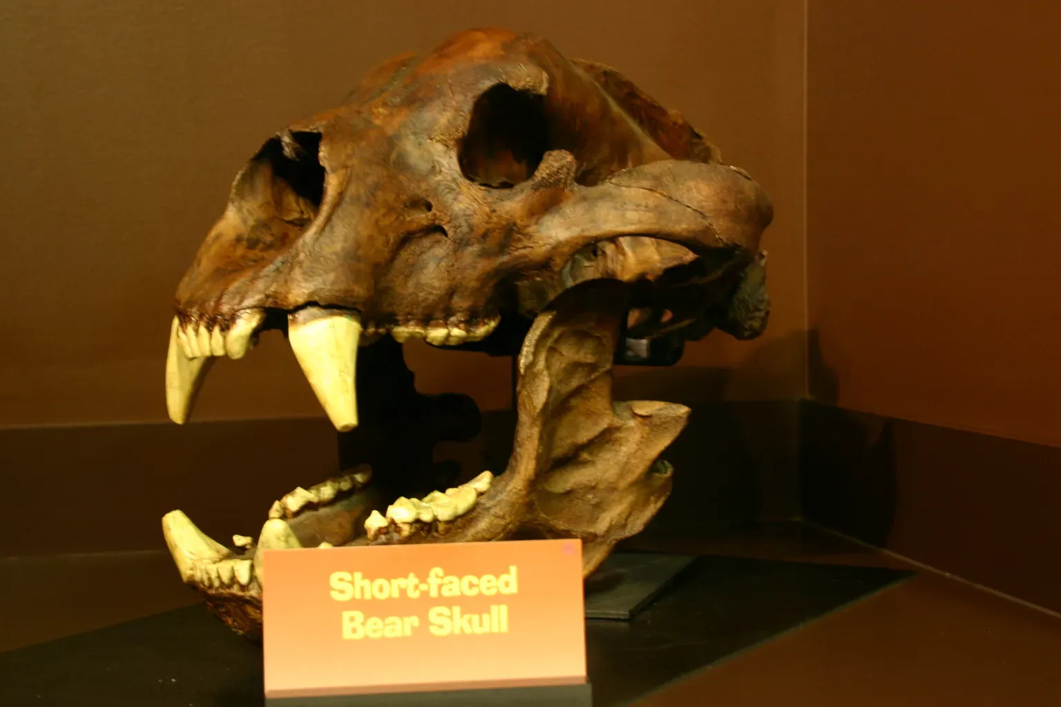 #3 - It Crushed Bones Like a Bone-Cracking Hyena (Short-faced Bear SkullUploaded by FunkMonk, CC BY-SA 2.0)