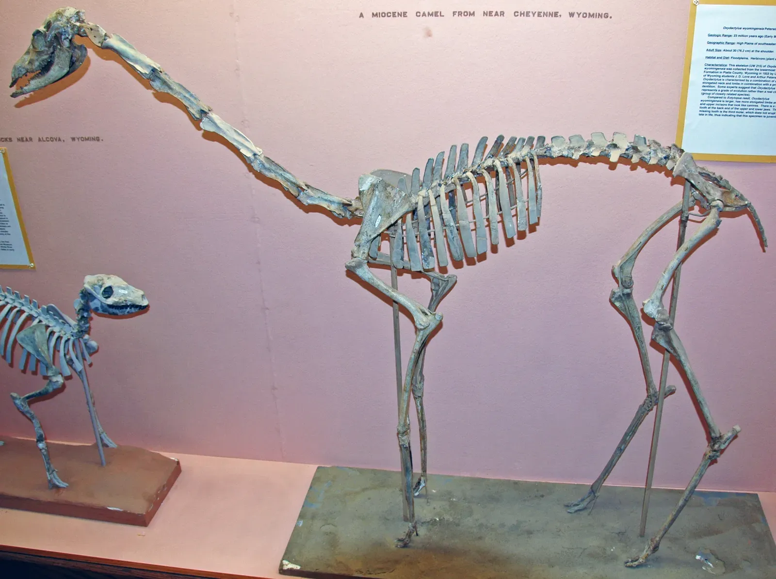3. Discovering Entirely New Types of Creatures (Oxydactylus wyomingensis fossil camel (Harrison Formation, Lower Miocene; Platte County, Wyoming, USA) 1, CC BY 2.0)