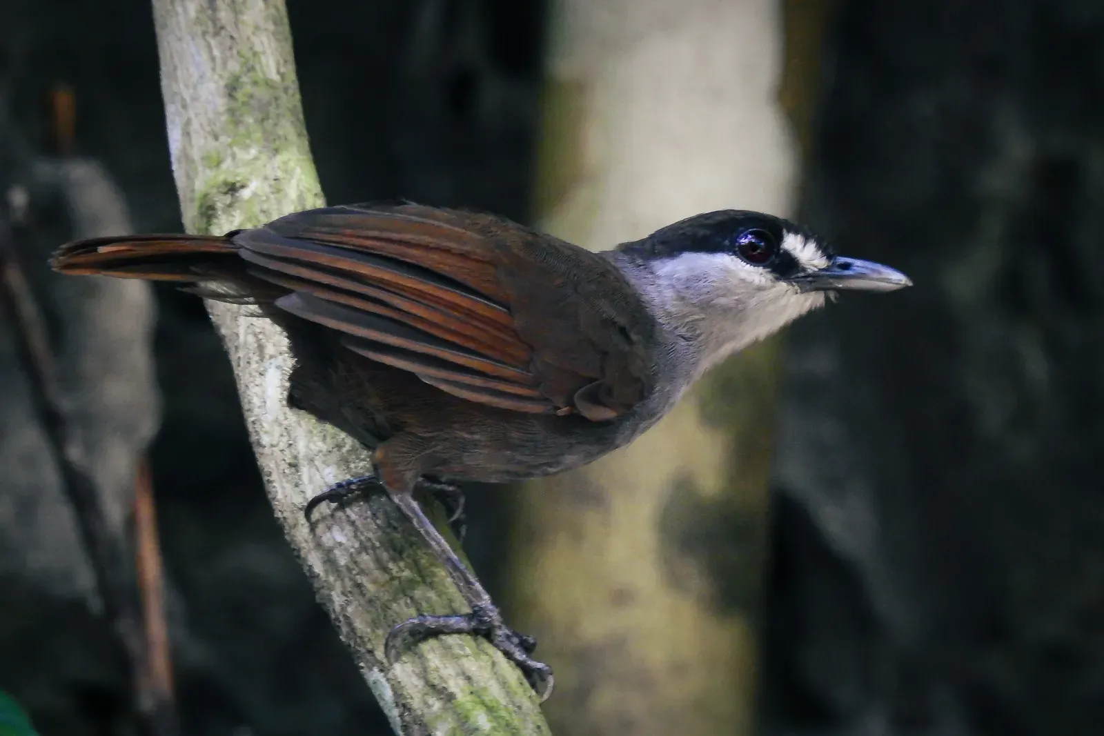#10 - The Songbird Silent for 172 Years (By Cendrawasih14, CC BY-SA 4.0)