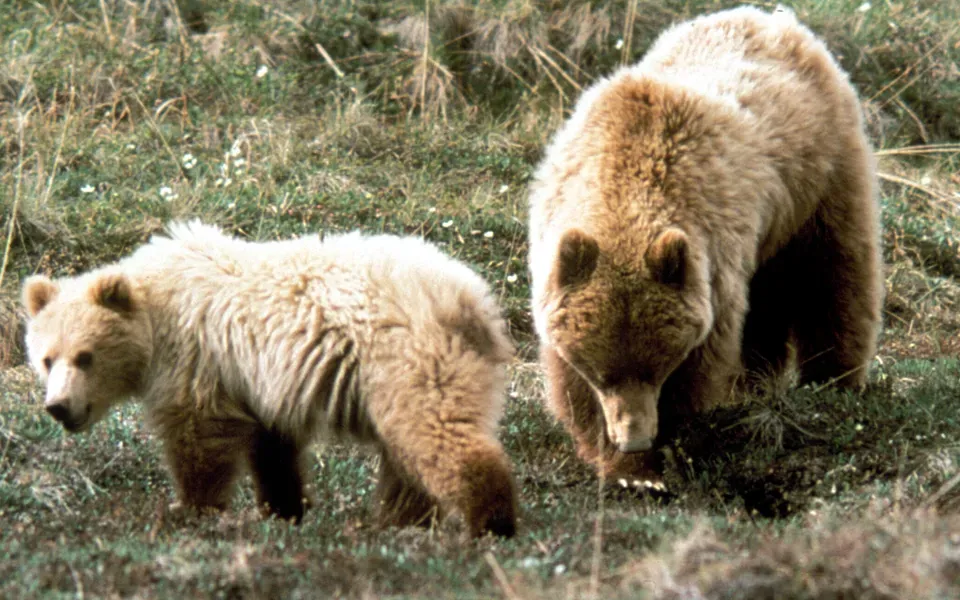 #3 - The "Bears Are Starving Without Pine Nuts" Narrative That Got Quietly Softened (The Flathead River system is prime grizzly bear habitat., Public domain)