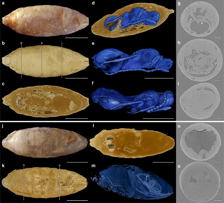 Advanced CT Scanning Reveals Hidden Structures (Image Credits: Wikimedia)