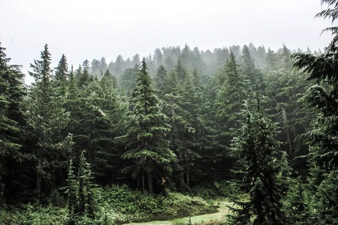 The Forest Composition Puzzle (Image Credits: Unsplash)