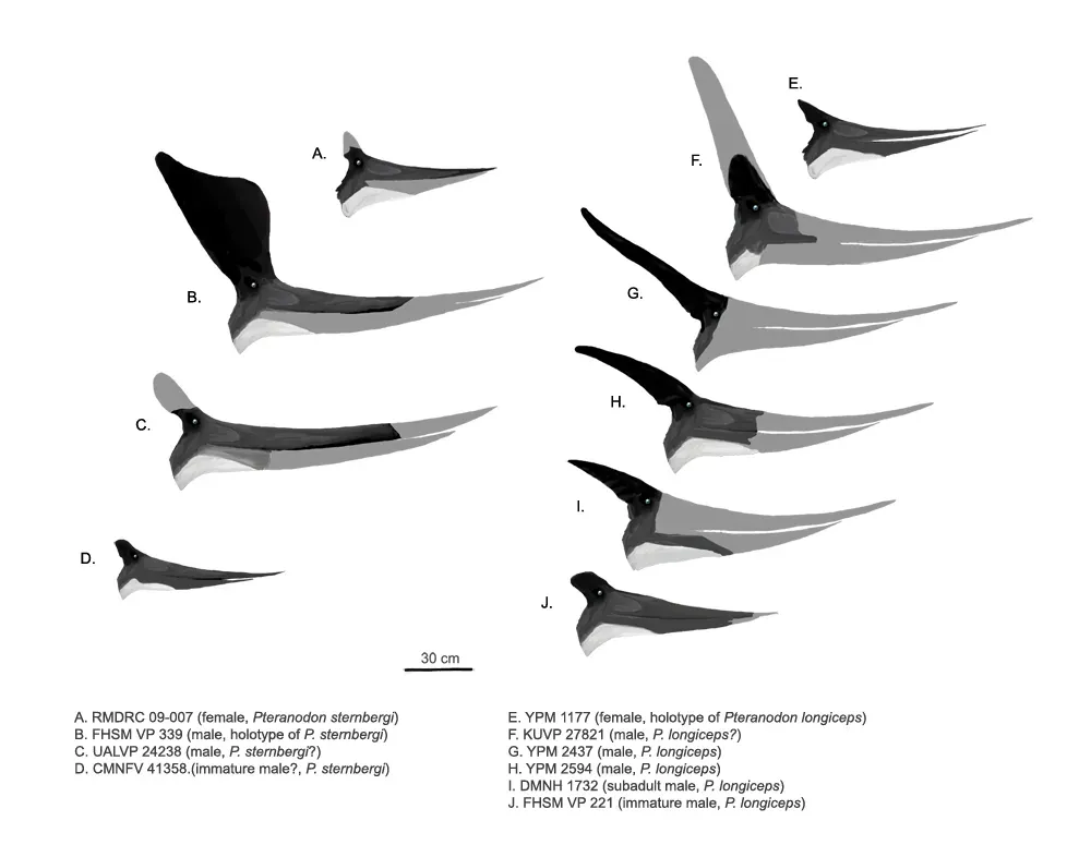 #11 - Pteranodon's Famous Crest Kept Changing Shape and Size (By Matt Martyniuk, CC BY 3.0)