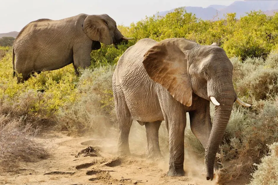 #12 - What Happens When an Elephant Returns to Its Birthplace (Image Credits: Pexels)