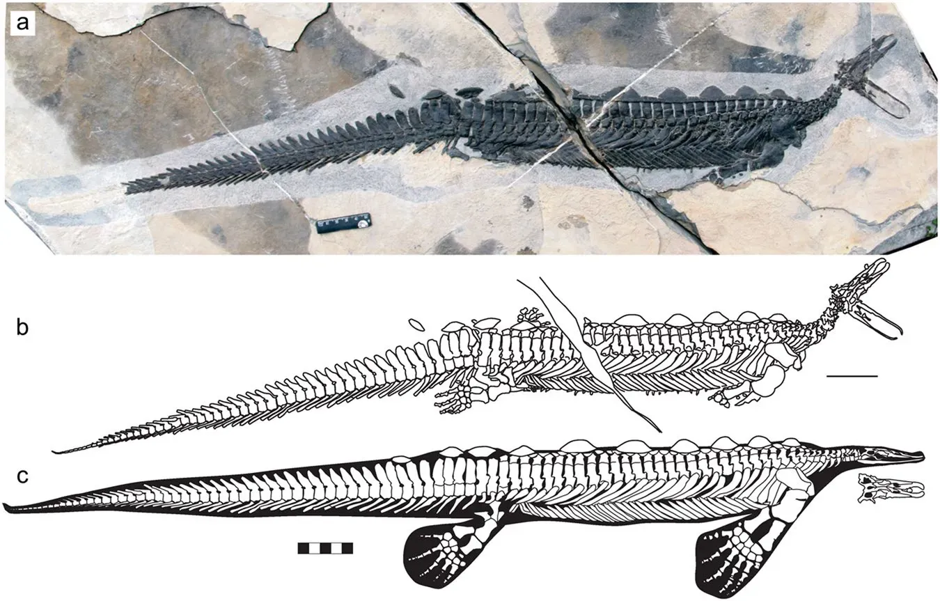 Limb Transformation: From Walking Legs to Perfect Flippers (Cheng L. et al. 2019. Early Triassic marine reptile representing the oldest record of unusually small eyes in reptiles indicating non-visual prey detection. Scientific Reports 9: 152., CC BY-SA 4.0)