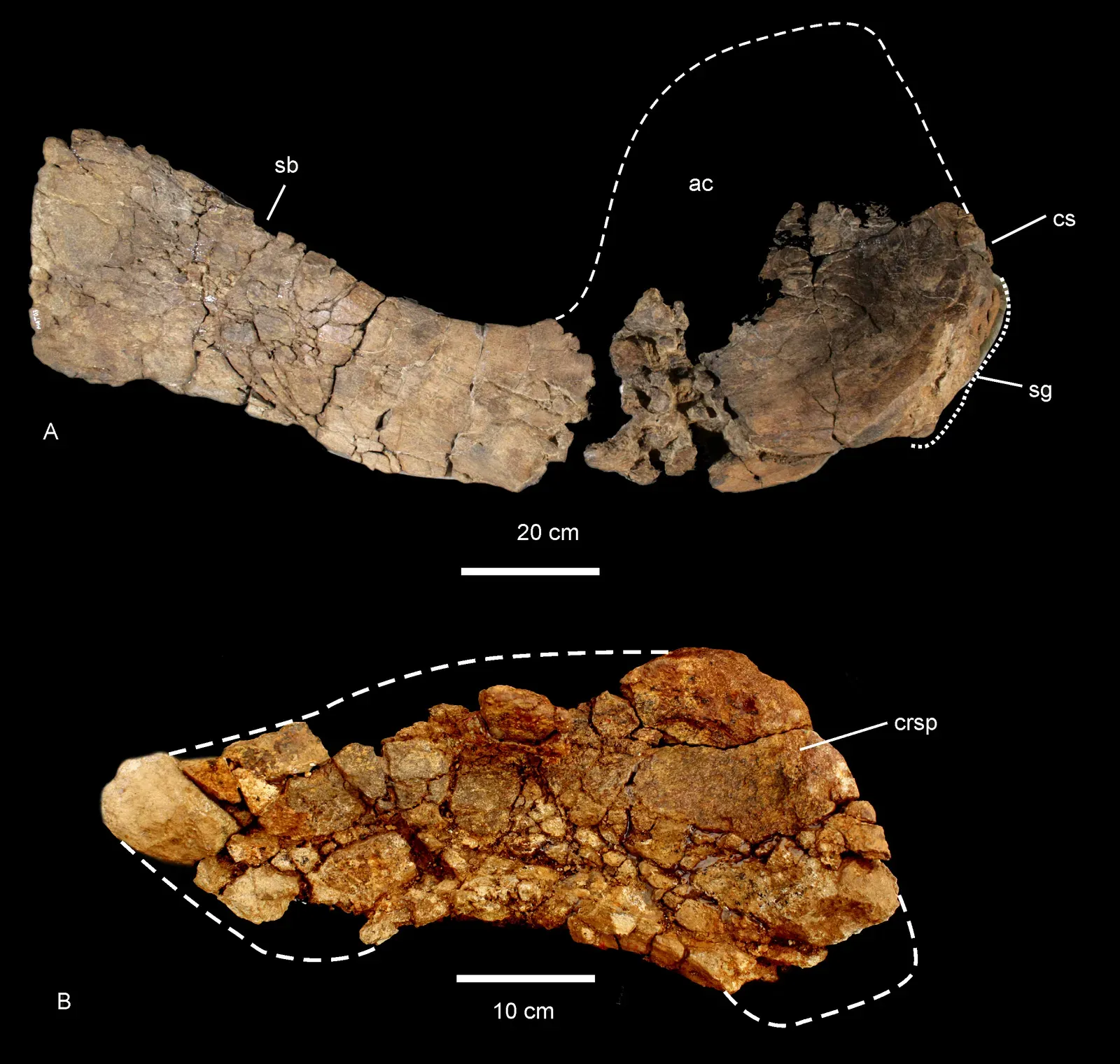 What Was Actually Inside? The Menu of a Mesozoic Giant (Hocknull SA, White MA, Tischler TR, Cook AG, Calleja ND, et al. (2009) New Mid-Cretaceous (Latest Albian) Dinosaurs from Winton, Queensland, Australia. PLoS ONE 4(7): e6190. doi:10.1371/journal.pone.0006190 http://journals.plos.org/plosone/article?id=10.1371/journal.pone.0006190, CC BY 2.5)