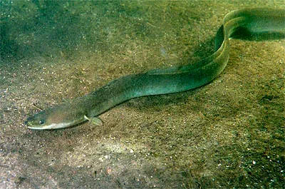 #7 - Nobody Has Ever Seen a Wild European Eel Spawn (By GerardM, CC BY-SA 3.0)
