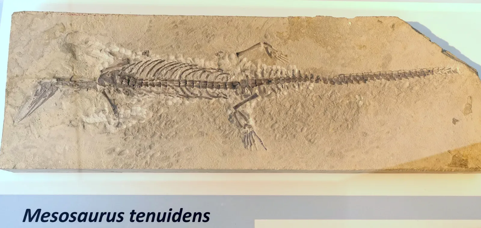 #5 - Matching Fossils on Separate Continents Proved Ancient Land Bridges (By Daderot, CC0)