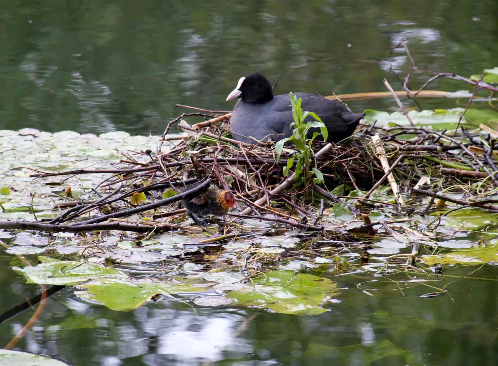 #12 A Nest on a Floating Piece of Trash or Discarded Object in Water (originally posted to Flickr as Floating Nest, CC BY 2.0)