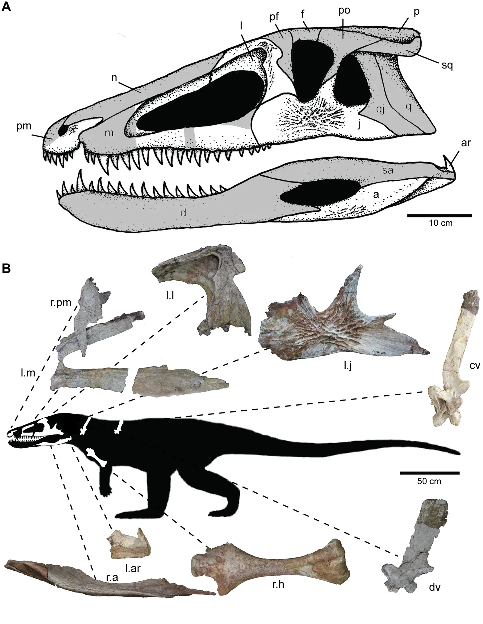 Built for speed: why these croc‑relatives could outrun many dinosaurs (By Susan M. Drymala, Lindsay E. Zanno, CC BY 2.5)