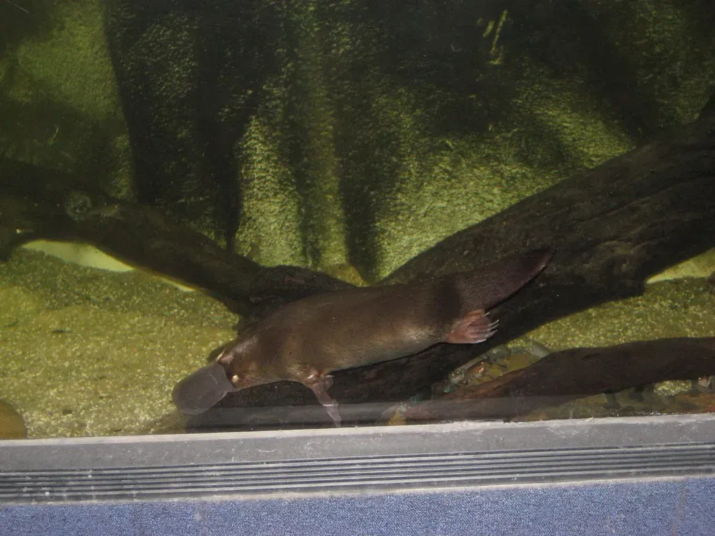 The Australian Edge Case: Evolution in Isolation (Kenny Easwaran, Flickr, CC BY-SA 2.0)