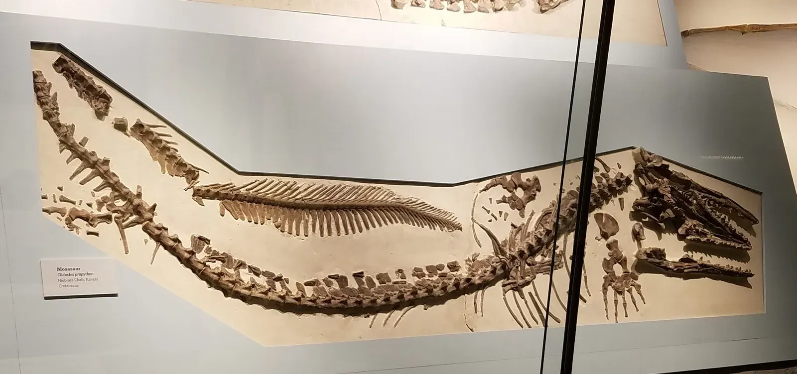 Clidastes: The Nimble, Mid‑Sized Mosasaur (By Neil Pezzoni, CC BY 4.0)
