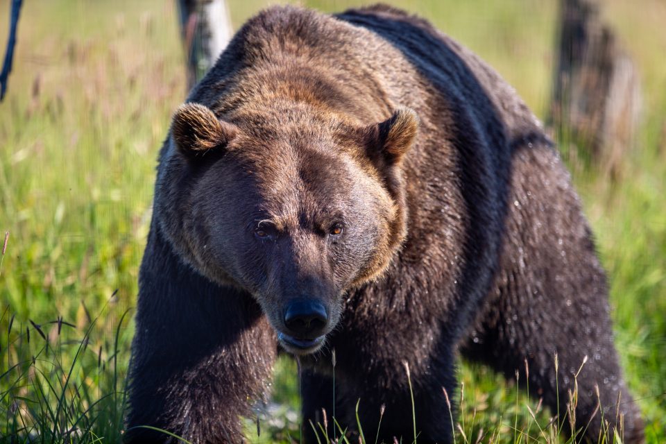 Brown Enthusiasts Connect With the Grounded Bear (Image Credits: Stocksnap)