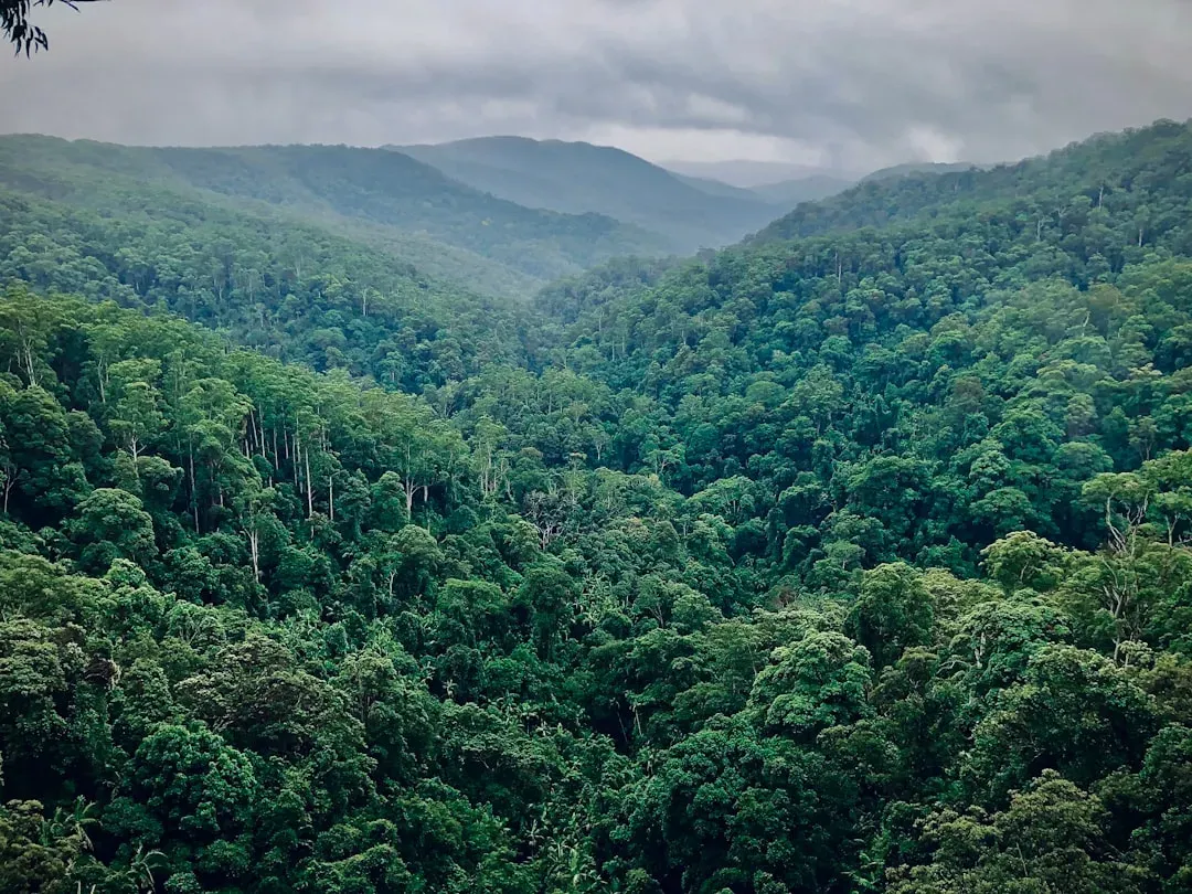 #2 - The Amazon Biodiversity Plot That Vanished From the Database (Image Credits: Unsplash)